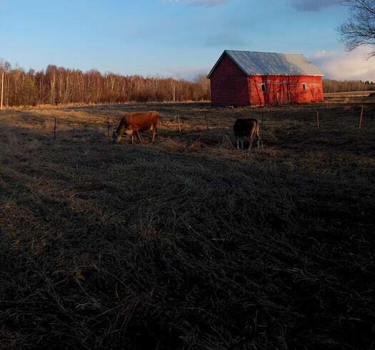 Two dairy cows grazing in front of the red barn at golden hour