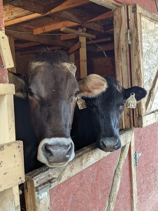 Two dairy cows, one brown Swiss and one black, poking their heads out through the barn stall door