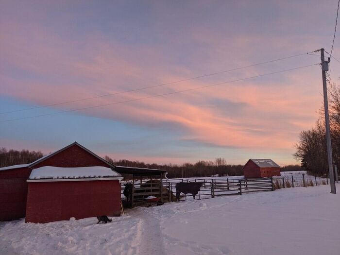 Winter sunset over the barnyard — a cow at the fence and the farm cat crossing the snow
