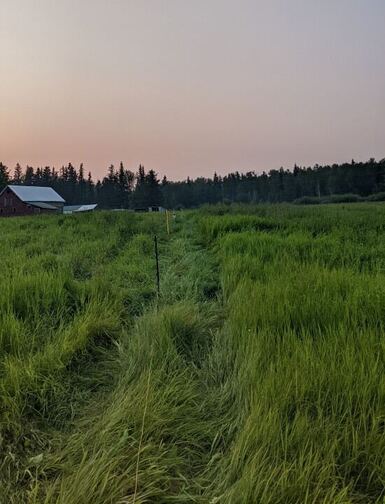 A mowed path through tall grass leading toward the barn at dusk