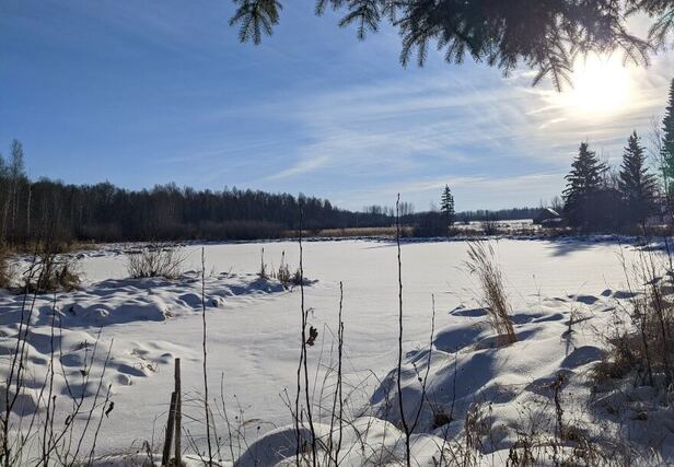 A frozen pond seen through spruce branches, with the winter sun breaking through