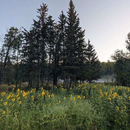 Tall spruce trees rising above a patch of sunflowers, with mist over the pond behind them