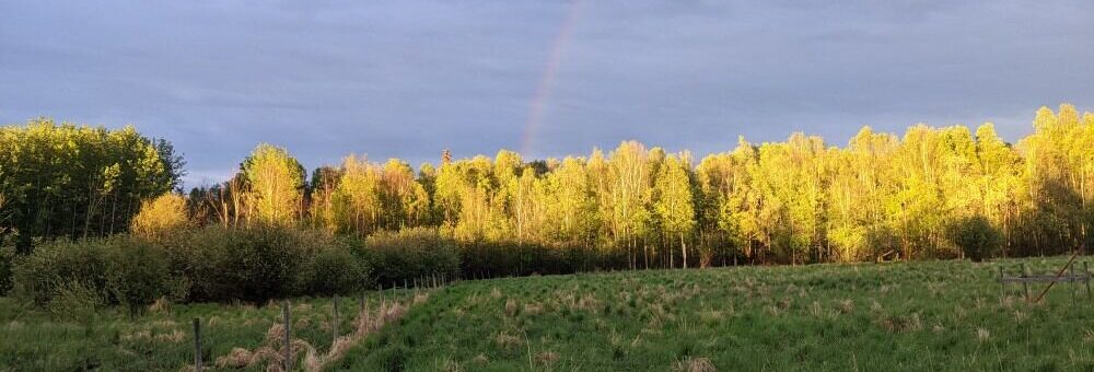 Evening light over the treeline and open pasture at Lightfield Farm