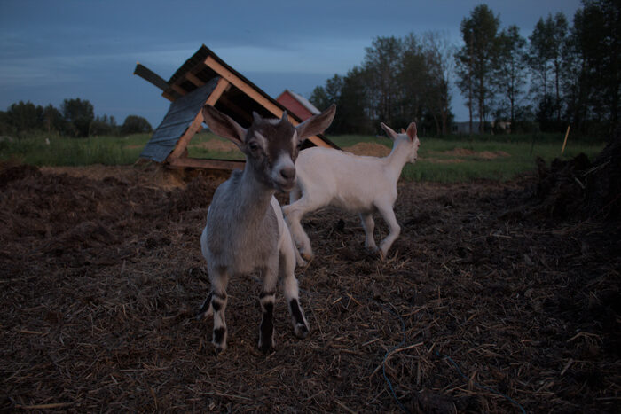 Two young goats at dusk on wood-chip ground, a three-sided shelter behind them
