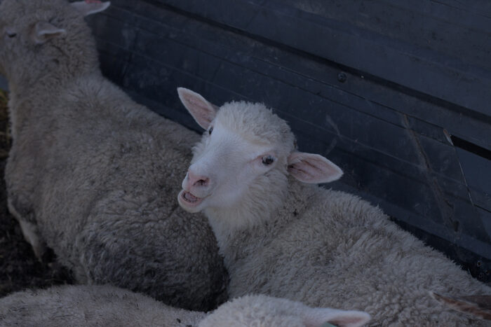 A white lamb looking up from among the flock