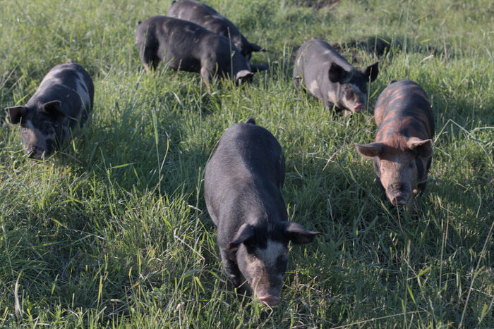 Five pigs on pasture, heads down in the grass